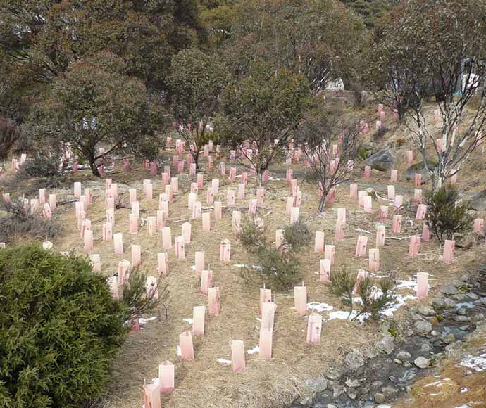 This image showcases vegetation restoration efforts in Kosciuszko National Park, specifically around the Thredbo Resort area. Restoration projects like these are crucial for repairing ecosystems that have been degraded by human activities, invasive species, and other environmental pressures.