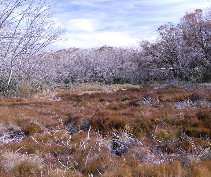 A scene of wet heath and tussock grass in Kosciuszko National Park, featuring brownish, dry vegetation under a clear sky.