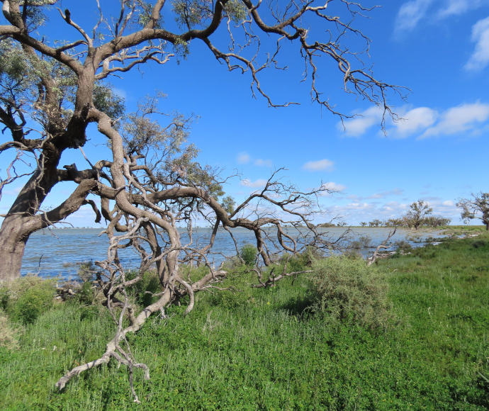 Black-box trees next to Dry Lake with low greenery in the foreground and whispy white clouds in the blue sky