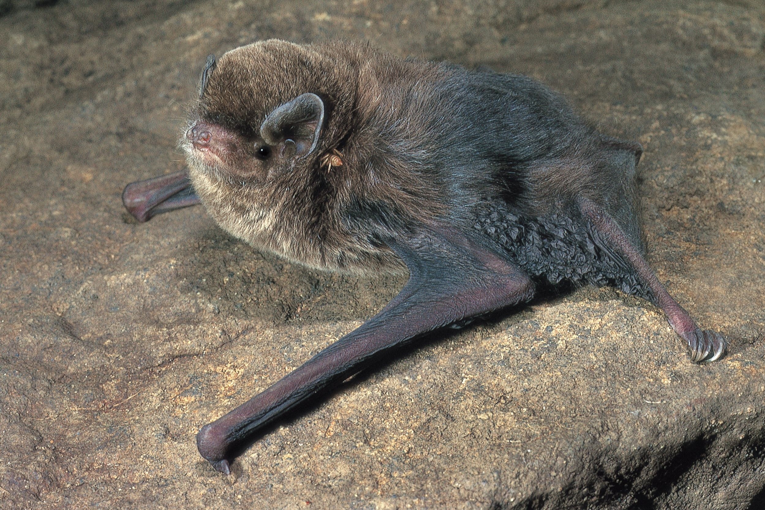 Little bentwing bat (Miniopterus australis) sitting on a large rock. The bat has chocolate brown fur, lighter on its belly, with a short muzzle and domed head. Its wings are folded close to its body as it rests on the rock.