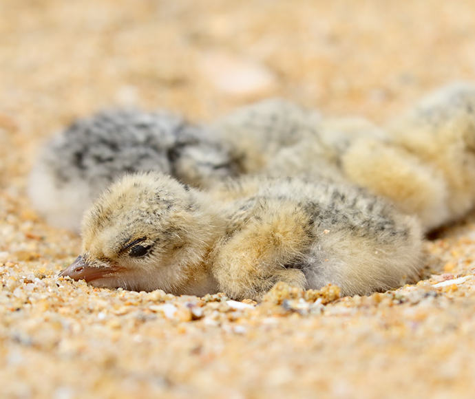 Close-up of fluffy, grey and yellow sand-coloured little tern chicks nestled together on a sandy beach. The scene conveys warmth and tranquillity.