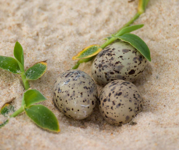 Three speckled little tern eggs lie nestled in sandy ground alongside vibrant green leaves. The setting is natural, conveying life and potential growth.