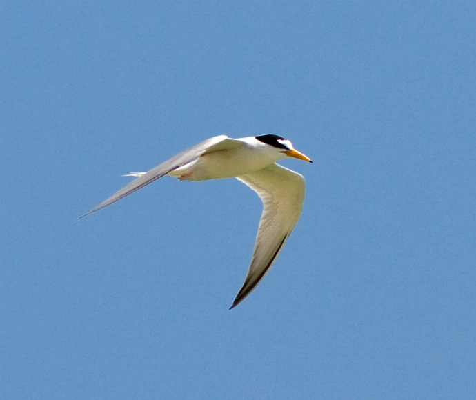 A slender tern bird with a black cap and orange bill gracefully soars against a clear blue sky, conveying a sense of freedom and tranquillity.