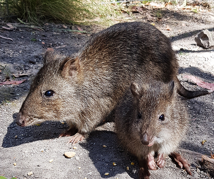 Two long-nosed potoroos standing on the ground. One is larger, likely an adult, and the other is smaller, possibly a juvenile. They have brown fur and are in a natural outdoor setting with some grass and leaves visible in the background.