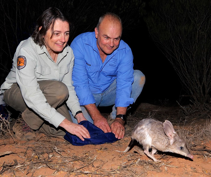 NPWS person and AWC person releasing a fleet-footed bilby at night back into the wild.