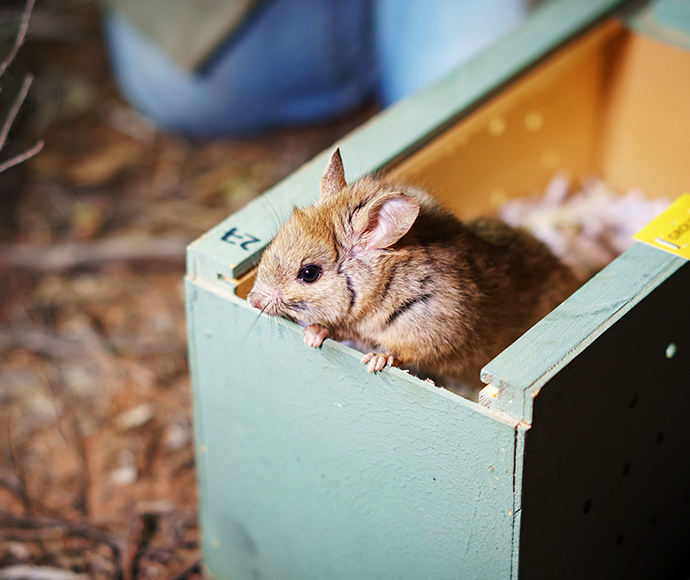 "A Greater stick-nest rat peeking out from the edge of a green wooden box. The box contains wood shavings, and the background shows a forest floor with leaves and twigs.