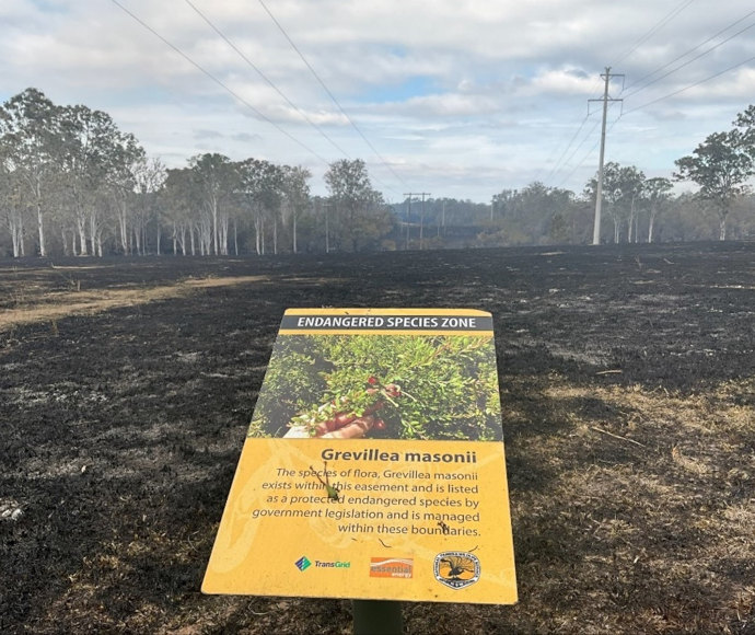 Charred earth stretching out in a vista below powerlines; large bright yellow sign declaring 'Endangered Species Zone' in the foreground; eucalypt forest in the distance and on either side