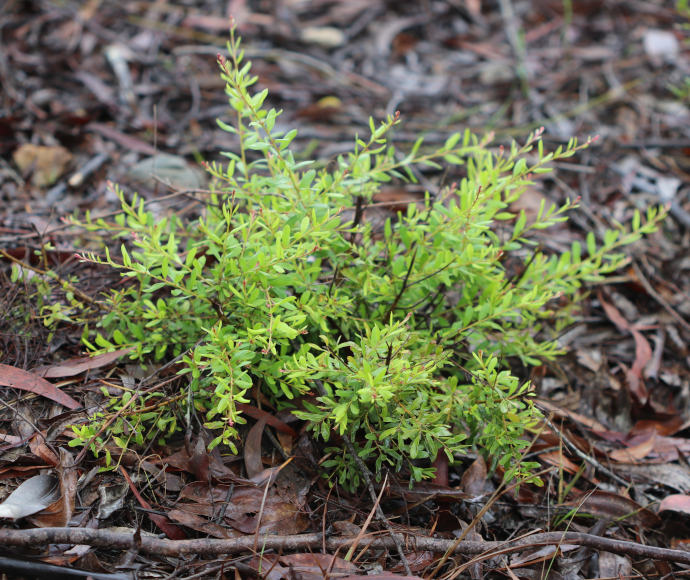 A small shrub comprising many stalks growing out from one point, and many long light green leaves on each stalk, with tiny pink buds along the stalks; the plant is growing out of brown leave litter on the ground