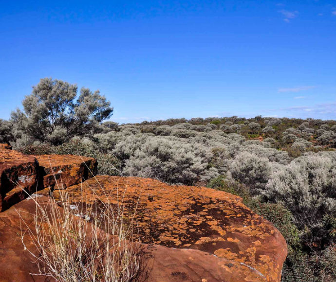 A panoramic view taken from Ngiyambaa walking track, Mount Grenfell Historic Site. Deep red-earth coloured rocks make up the foreground, mixed with some wild shrubbery, with abundant light green vegetation, shrubs and trees making up the background. The sky is a beautiful bright blue with few clouds in the far distance.