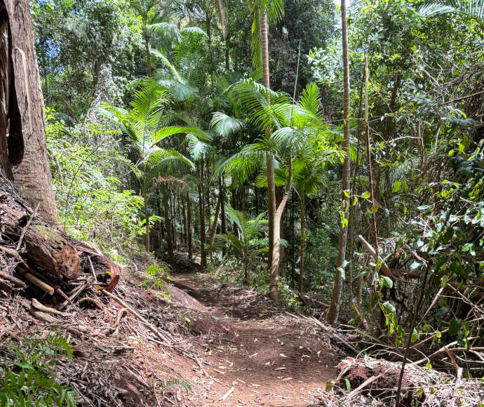 New section of the Gidjuum Gulganyi Walk in Mount Jerusalem National Park, featuring a well-maintained trail winding through dense forest and lush greenery.