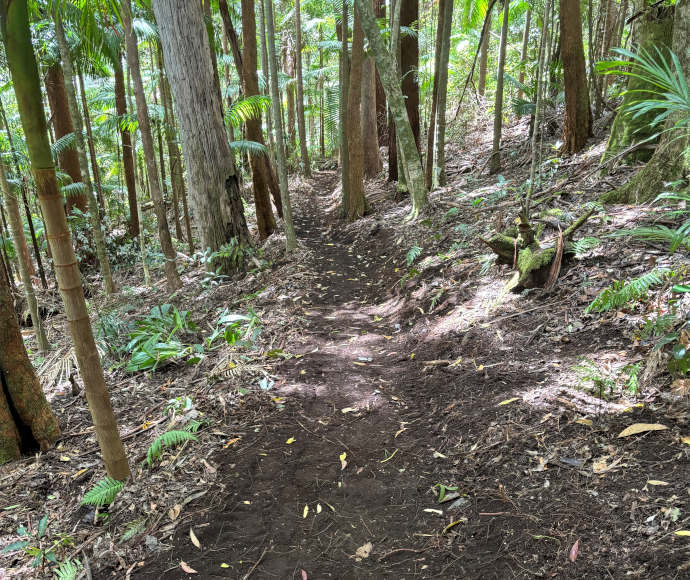 New section of the Gidjuum Gulganyi Walk in Mount Jerusalem National Park, featuring a well-maintained trail winding through dense forest and lush greenery.