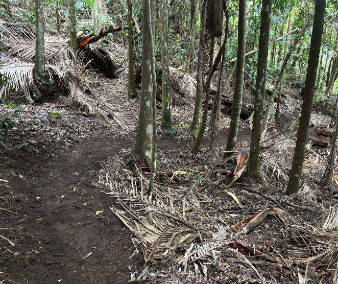 A dirt path through a forest with slender trees and fallen palm fronds.