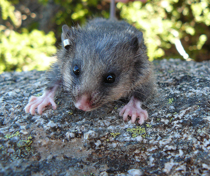 A close-up of a Mountain pygmy possum (Burramys parvus), showcasing its small size, soft grey fur, and large eyes, highlighting this threatened species native to the alpine regions of Australia.