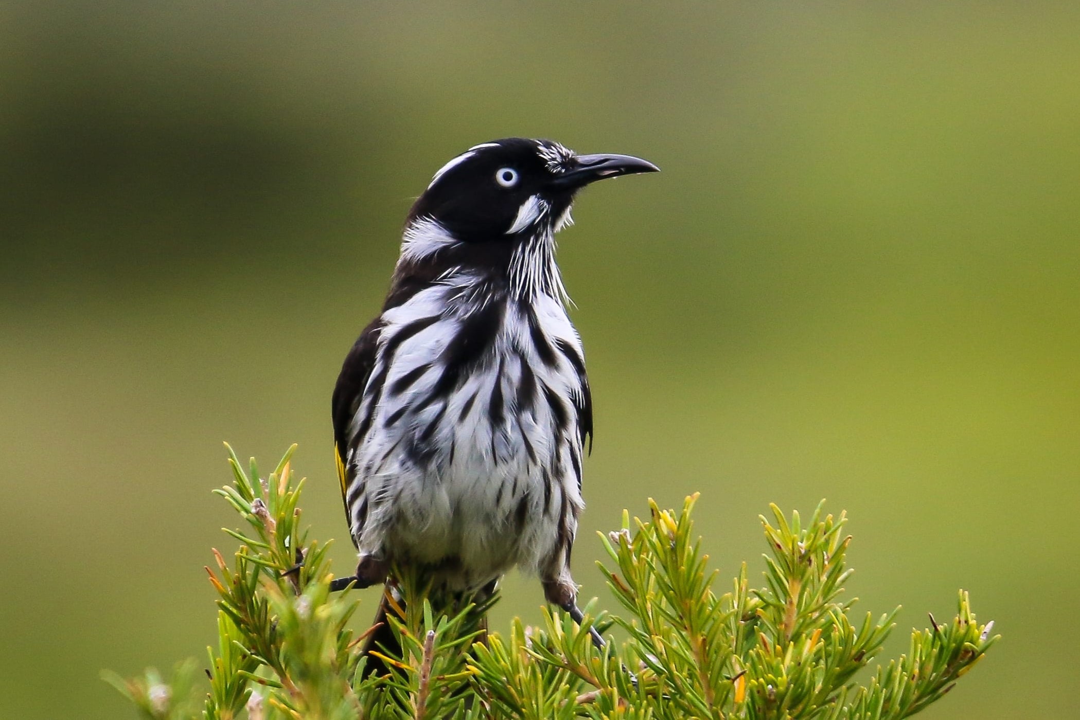 Streaky black, white and yellow honeyeater with long beak perched on top of a greenish yellow leaves.