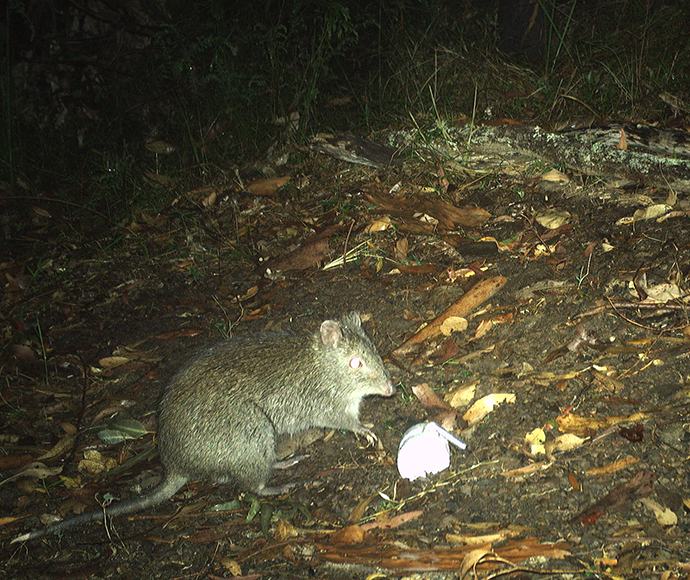 Long-nosed potoroo caught on ground camera at night on the forest floor.