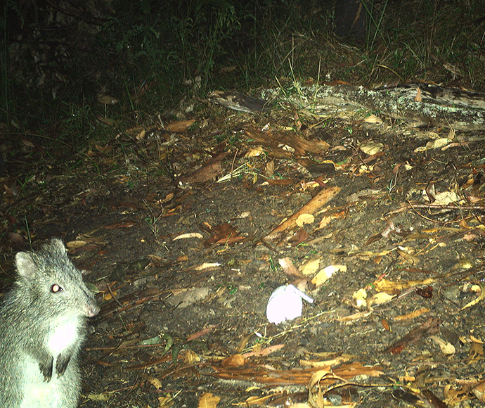 Long-nosed potoroo caught on ground camera at night on the forest floor. He is standing on his hind legs looking into the camera.