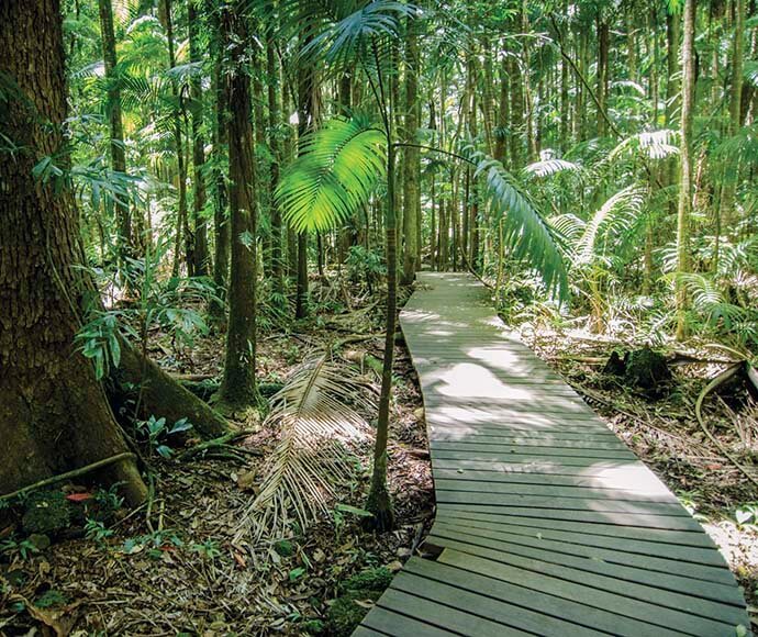 Boardwalk in Nightcap National Park, surrounded by dense, lush rainforest with sunlight filtering through the canopy.