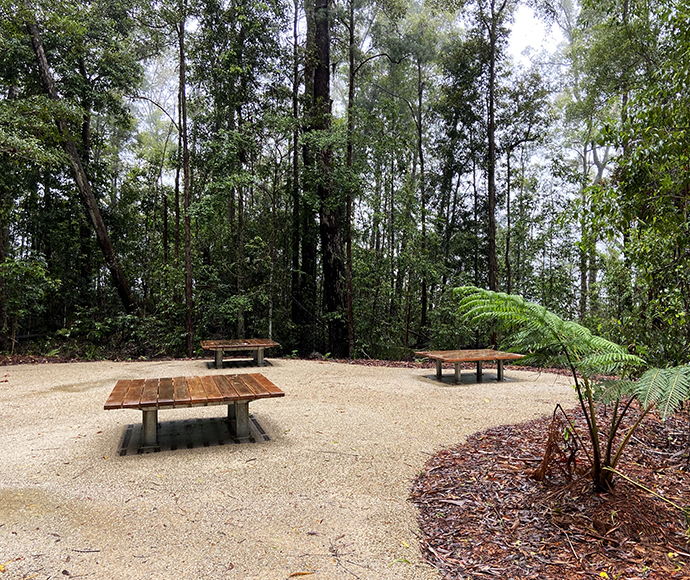 Picnic tables in a tranquil forest clearing with tall trees and ferns.