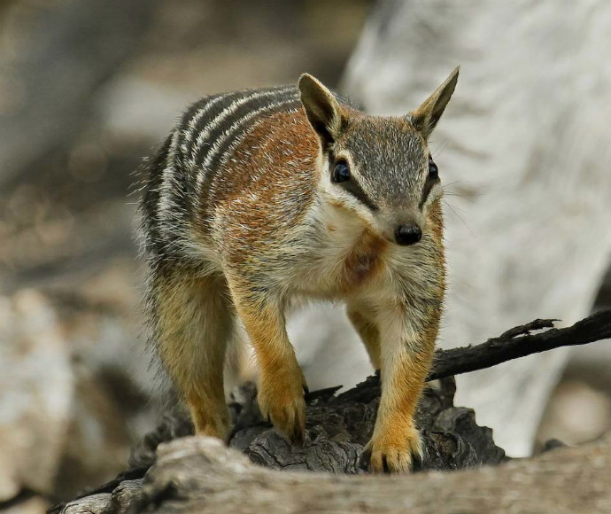 A numbat (Myrmecobius fasciatus)