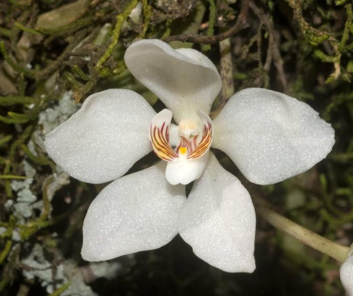 A delicate white orange blossom orchid with five petals, centred among lush green foliage. The petals have a subtle shimmer, with red and yellow markings near the center.