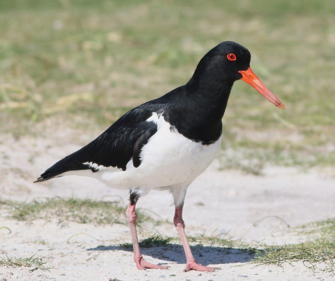 A black and white pied oystercatcher bird stands on sandy ground, its long orange beak and red eyes prominent. The background is a grassy field under sunlight.