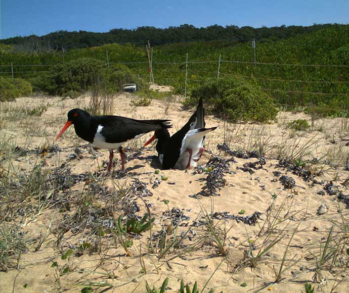 Two black and white pied oystercatchers in sandy grassland; one digging, the other standing. They are surrounded by low greenery and a distant fence.