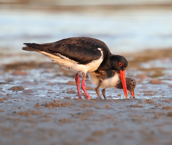 Adult pied oystercatcher with black and white plumage and orange beak standing close to a fluffy chick on a sandy, waterlogged beach, evoking tenderness.