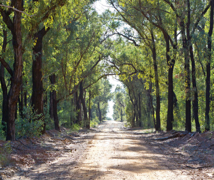 A scenic view of the Pilliga Nature Reserve featuring a dense forest of eucalyptus and white cypress pine trees under a clear sky.