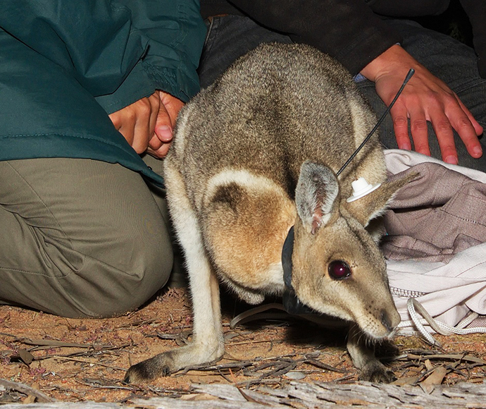 A bridled nailtail wallaby (Onychogalea fraenata) stands alert on the ground in the Pilliga State Conservation Area, showcasing its distinctive white facial stripe and long, slender tail.