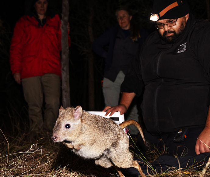 A brush-tailed bettong being released by a group of people at night. 