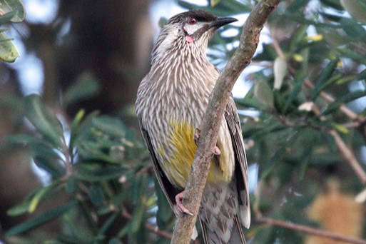 Pale brown and white striated red wattle bird with red eyes, red wattles and yellow underside near its feet sits on banksia.