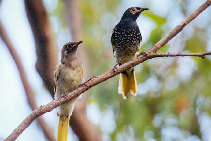 Two regent honeyeaters (Anthochaera phrygia) perched on a branch