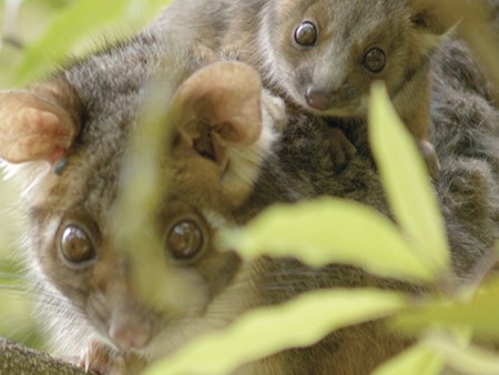 This image features a ringtail possum (Pseudocheirus peregrinus) with its juvenile. These nocturnal marsupials are common in Australia and are known for their prehensile tails, which they use to grasp branches as they navigate through trees.This image features a ringtail possum (Pseudocheirus peregrinus) with its juvenile. These nocturnal marsupials are common in Australia and are known for their prehensile tails, which they use to grasp branches as they navigate through trees.