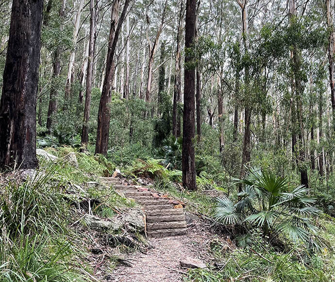 Forest track with steps leading up a hill. Tall trees and ferns are all around the track.