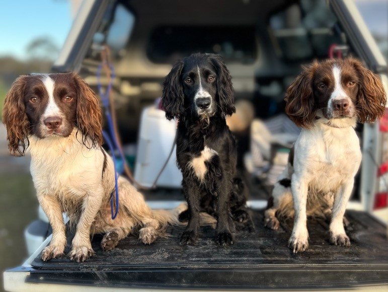 Three scent-detection spaniels, Paddy, Sully and Vera, sitting on the tailgate of an SUV