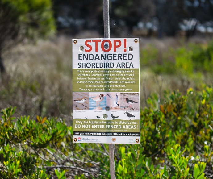 Sign in a natural area reads "STOP! Endangered Shorebird Area" and warns against entry to protect the birds. Greenery surrounds the sign, indicating a habitat.