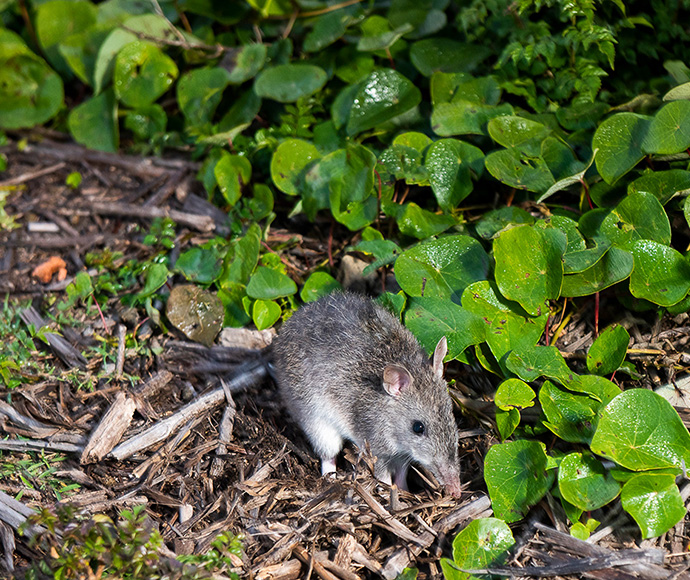 "A Southern long-nosed bandicoot (Perameles nasuta) foraging on the ground among wood chips and green leafy plants. The bandicoot has grayish-brown fur, a pointed snout, and a long tail. The scene captures the animal in its natural habitat, showcasing its typical behaviour and surroundings.