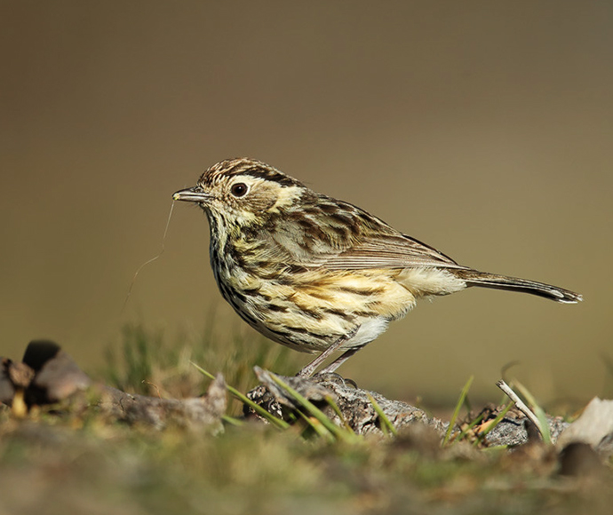 A speckled warbler standing on the ground with a small piece of grass or thread in its beak. The bird has a mix of brown, white, and yellowish feathers with distinct streaks and spots. The blurred background highlights the bird's detailed plumage.