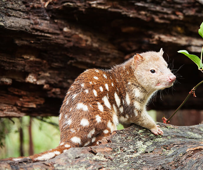 Spotted-tailed quoll (Dasyurus maculatus) standing on a rock, showcasing its distinctive white spots on a reddish-brown coat.