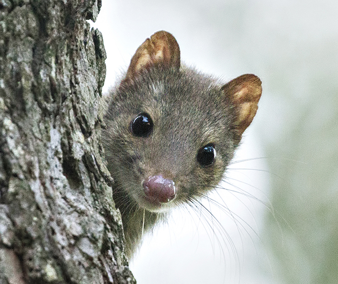 Spotted-tailed quoll (Dasyurus maculatus)