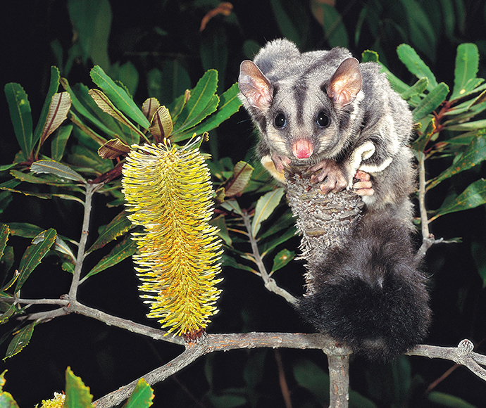 A fluffy squirrel glider clings to a branch beside a bright yellow Banksia flower, surrounded by lush green leaves, conveying a playful and curious mood.