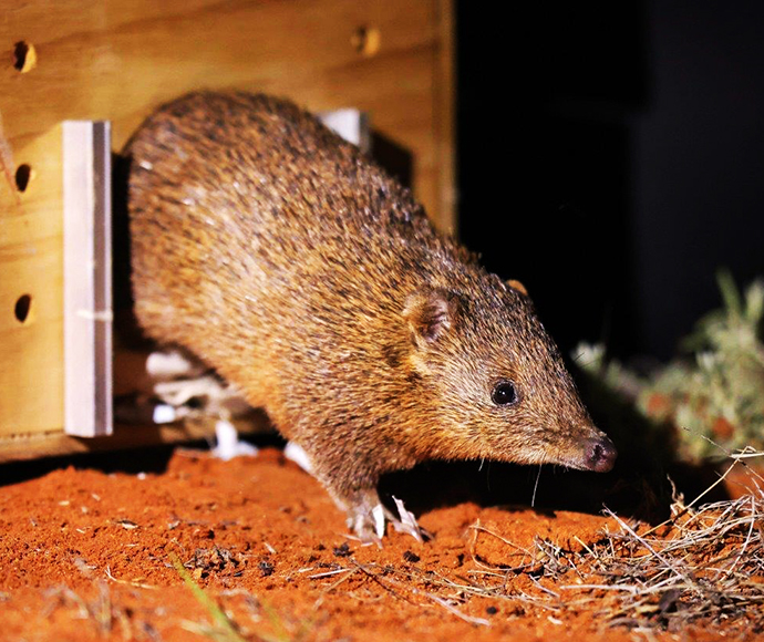 Golden bandicoot emerging from a wooden box at night, being returned to the arid desert landscape of Sturt National Park