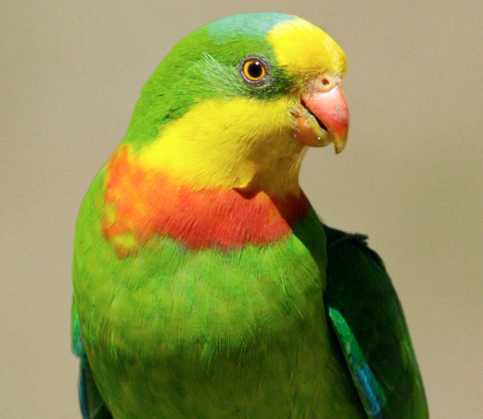 A vibrant green superb parrot with a yellow and red throat is perched against a light background. Its bright colours convey a lively and cheerful tone.