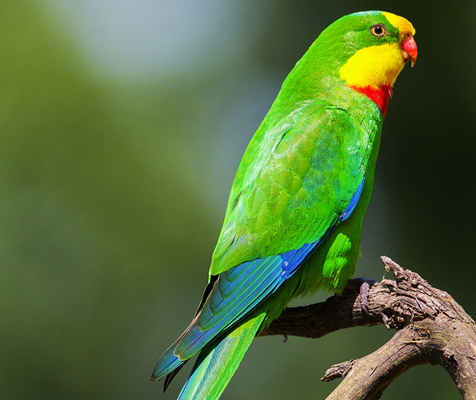 A vibrant green superb parrot with a yellow and red face perches on a branch, set against a blurred background of lush greenery, conveying a serene, tropical vibe.