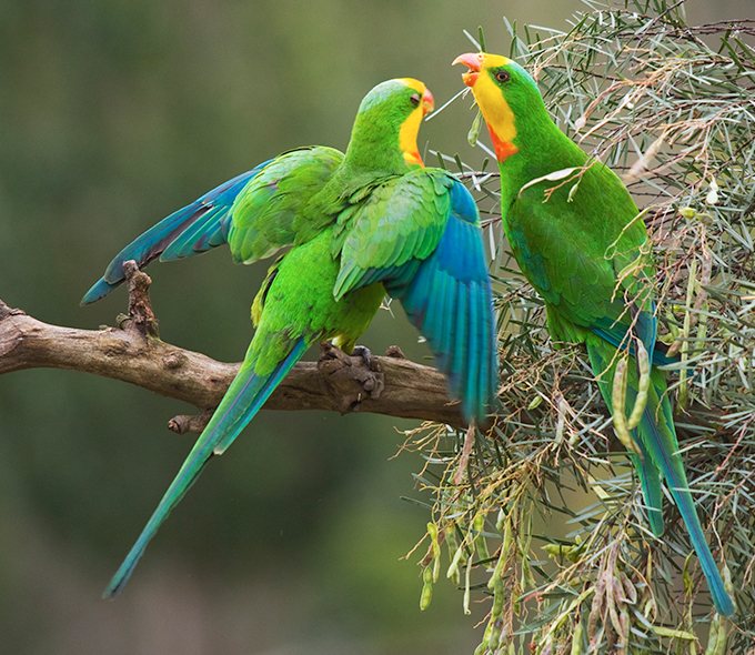 Two vibrant green parrots with blue wings and yellow heads are perched on a branch, appearing to interact with each other amidst a backdrop of soft-focus greenery.