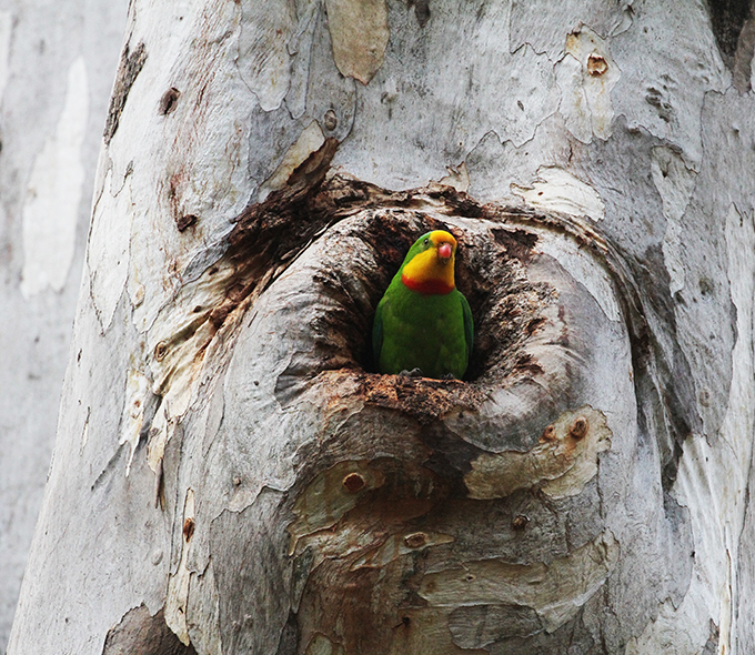 A vibrant green superb parrot with a yellow and orange face peeks out from a tree hollow. The textured bark contrasts with the bird's bright colours.