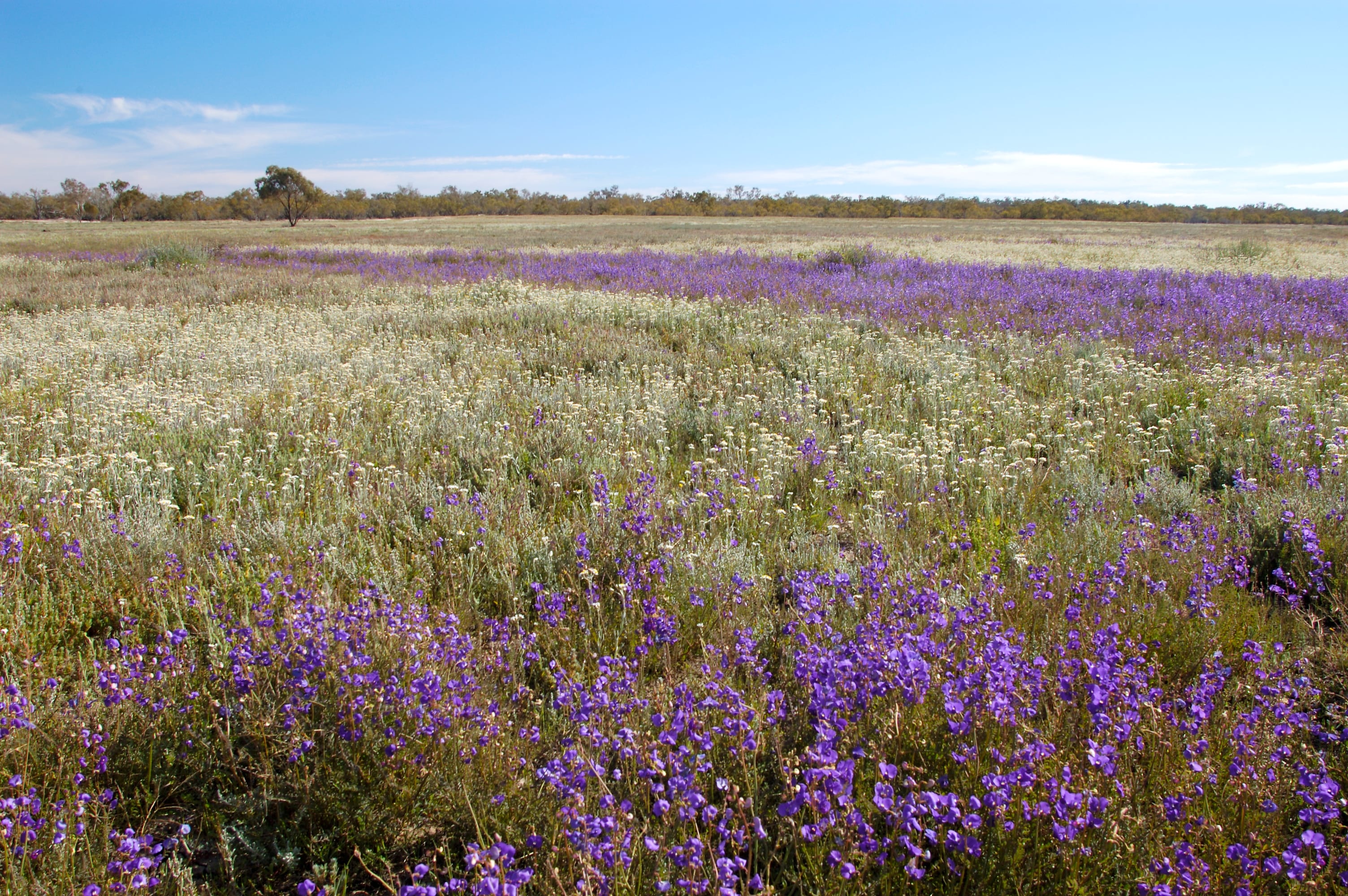 A vibrant field of Swainsona adenophylla flowers in the Mitchell Grassland of the Darling Riverine Plains Bioregion, featuring clusters of purple and white blooms. The scene is set against a clear blue sky with scattered clouds, creating a bright and cheerful atmosphere.