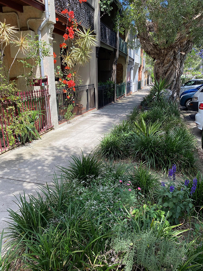 Green low growing plants in a verge garden with paper bark tree behind and a concrete footpath runningalong left-hand side. Front fences to terrace house on other side of footpath.