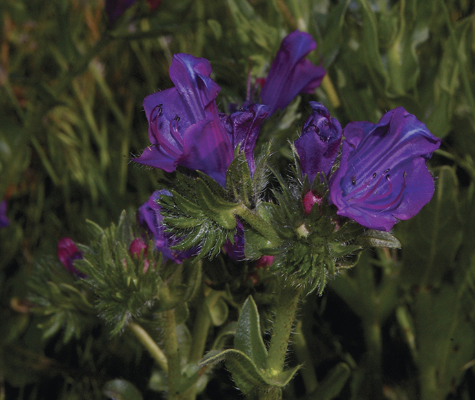 This image features viper’s bugloss (Echium vulgare), another invasive plant species in Australia. Viper’s bugloss can dominate pastures and natural habitats, reducing biodiversity and competing with native plants. Its spiky stems and blue flowers make it quite recognizable, but also problematic for both the environment and agriculture.