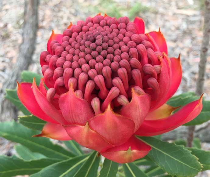 Close-up of a waratah flower with vibrant red petals and a compact cluster of tubular buds. Green leaves and a blurred natural background enhance its beauty.